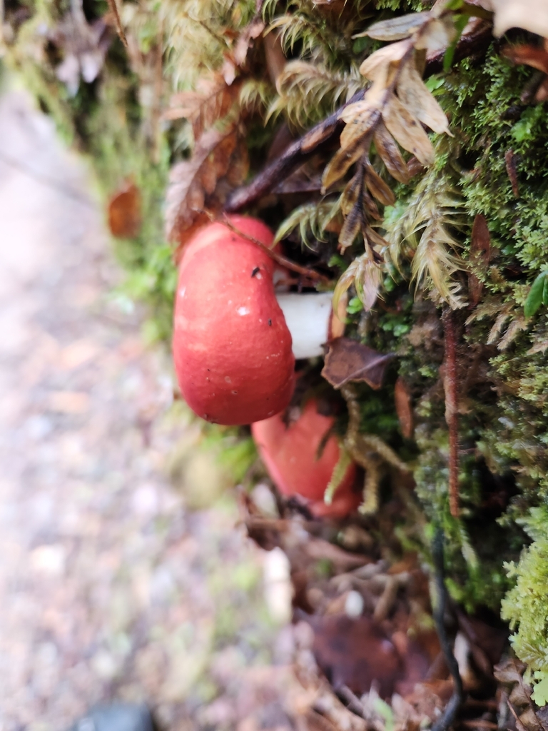 Russula kermesina · December 2025 · photo: © archie_tarn (iNaturalist, cc-by)