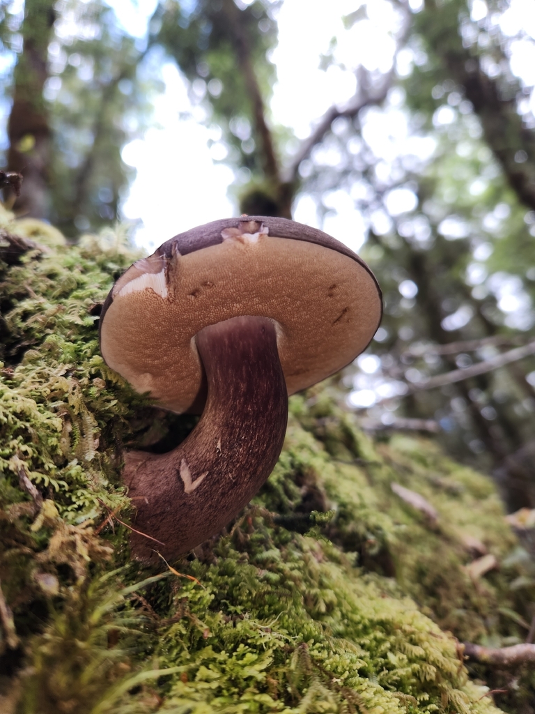 Tylopilus formosus · December 2025 · photo: © archie_tarn (iNaturalist, cc-by)