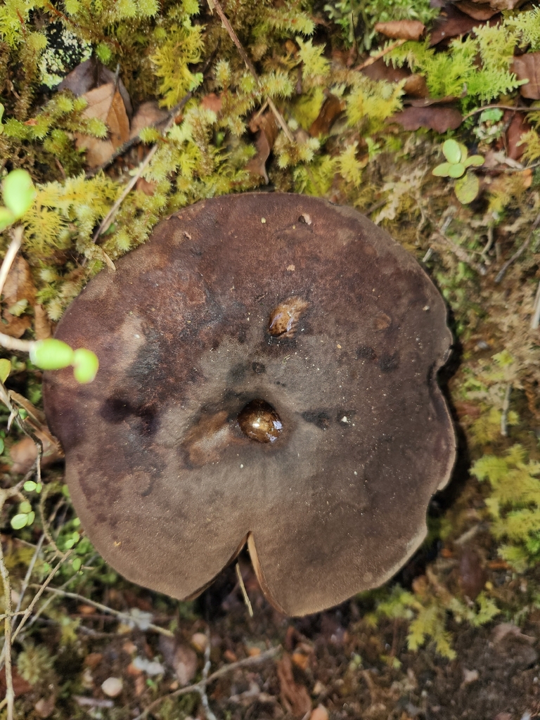 Tylopilus formosus · December 2025 · photo: © archie_tarn (iNaturalist, cc-by)