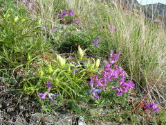 Castilleja hyparctica