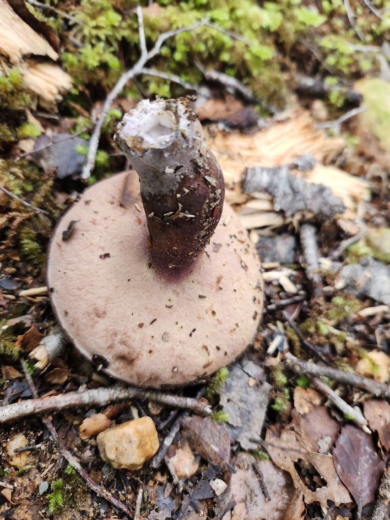 Tylopilus formosus · December 2025 · photo: © archie_tarn (iNaturalist, cc-by)