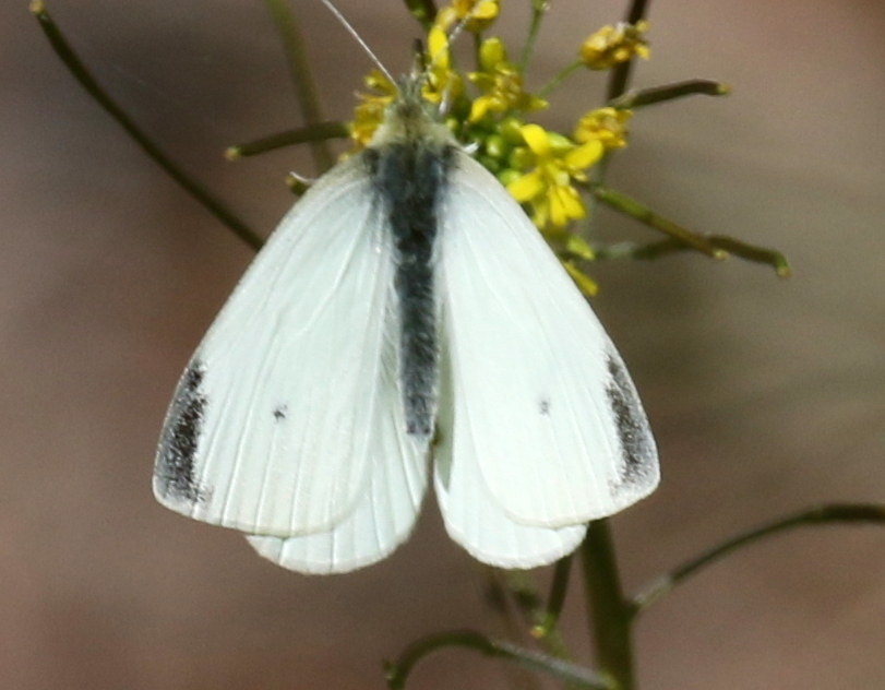 Cabbage Butterfly in Coyoacán, CDMX - Slide 5