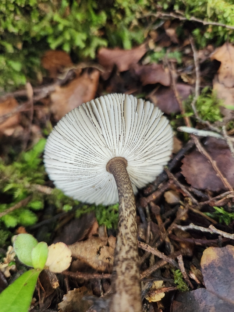 Amanita pekeoides · December 2025 · photo: © archie_tarn (iNaturalist, cc-by)