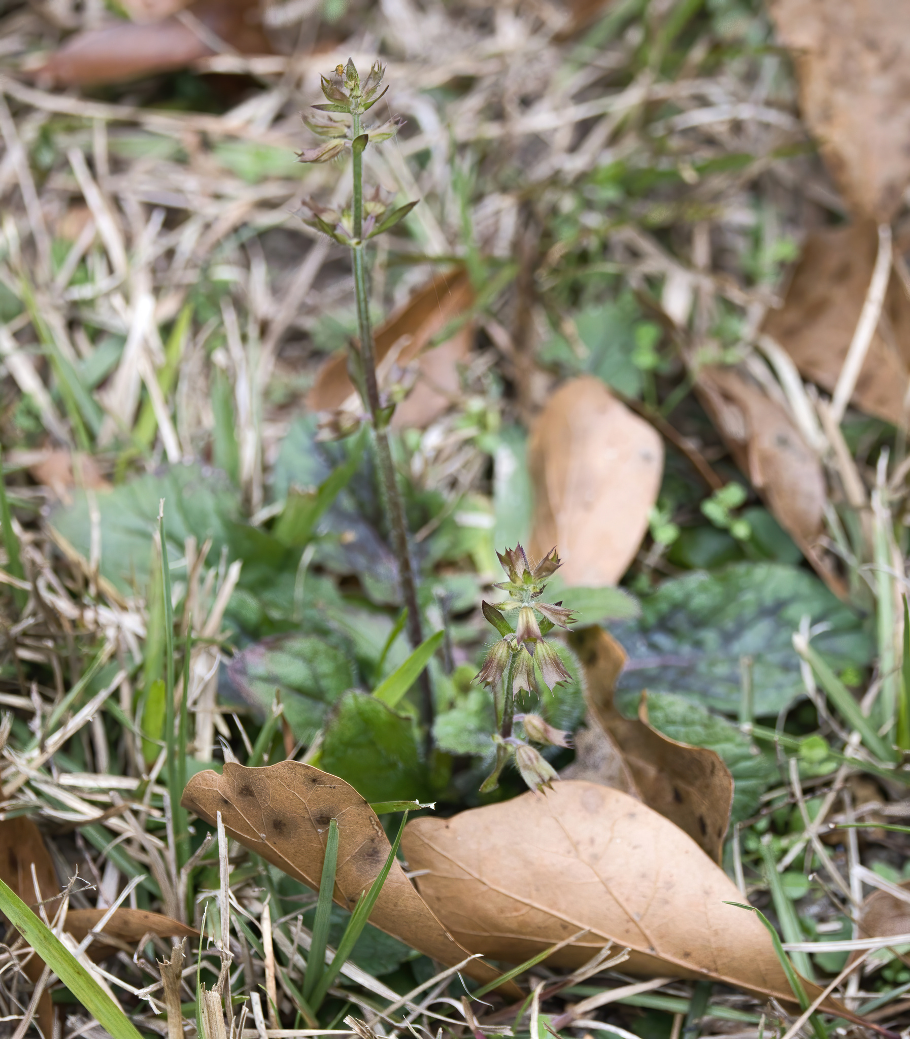Salvia lyrata