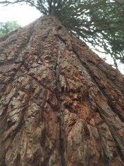 Calocedrus decurrens