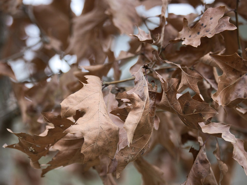 cherrybark oak (Quercus pagoda)
