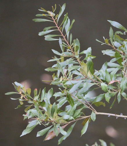 Myrica cerifera