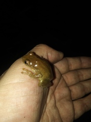 Dendropsophus bogerti