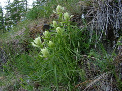 Castilleja hyparctica