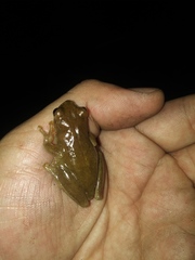 Dendropsophus bogerti