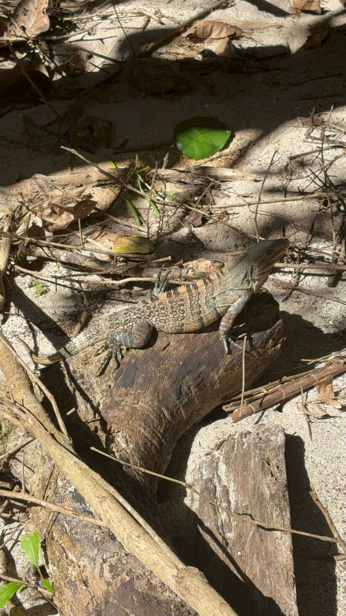 Ctenosaura similis (Gray, 1831)