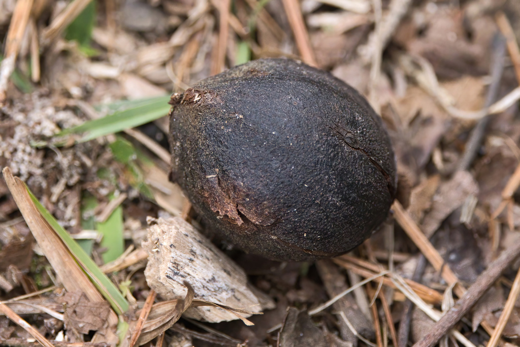 Foto de Carya glabra