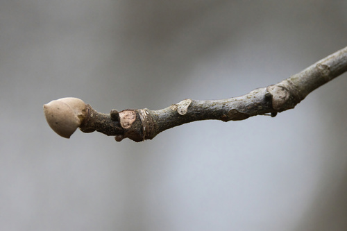 Foto de Carya glabra