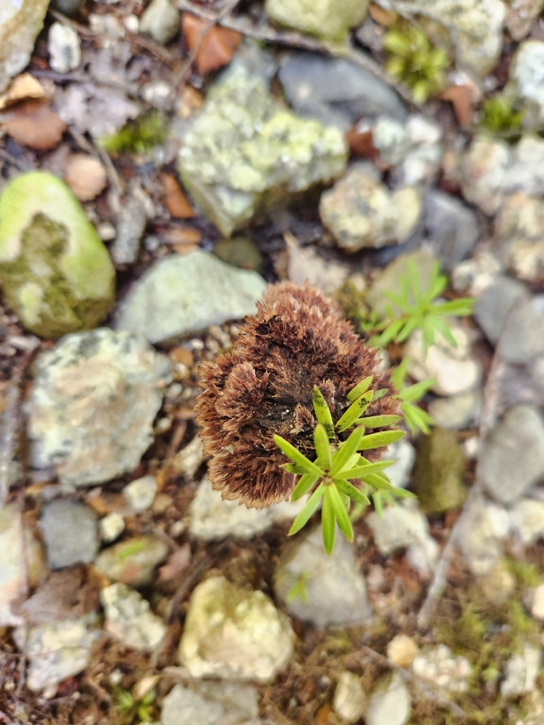 Thelephora terrestris · December 2025 · photo: © archie_tarn (iNaturalist, cc-by)