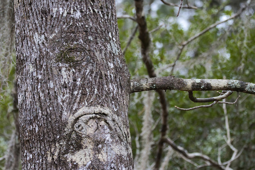 Foto de Carya glabra