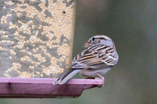 Chipping Sparrow (Spizella passerina), photo 4