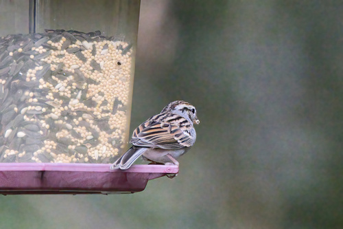 Chipping Sparrow (Spizella passerina), photo 3
