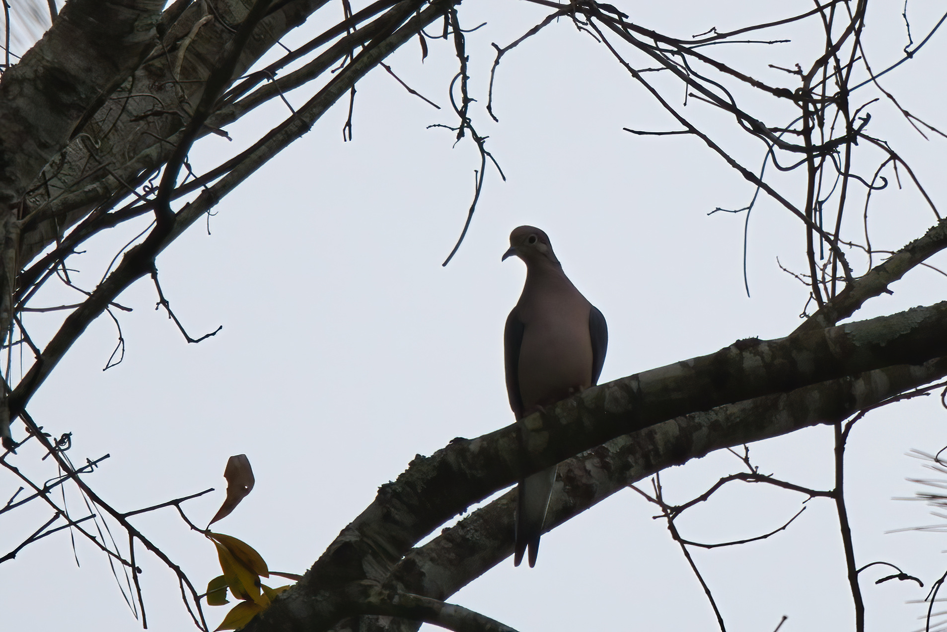 Mourning Dove (Zenaida macroura), photo 5