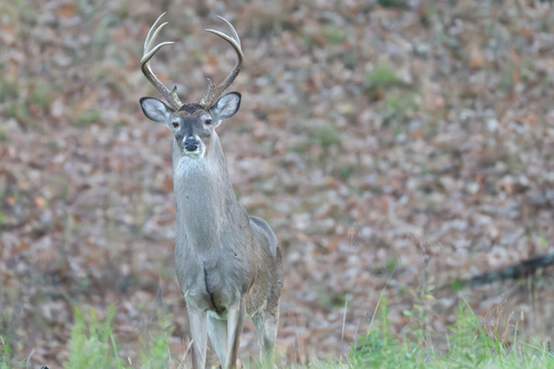 White-tailed Deer