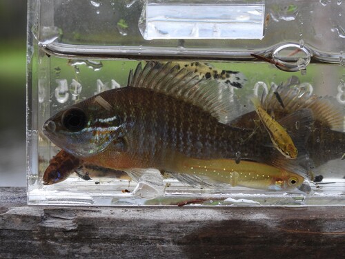 Redbreast sunfish (Lepomis auritus) — Centrarchidae