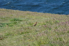 Turdus falcklandii falcklandii