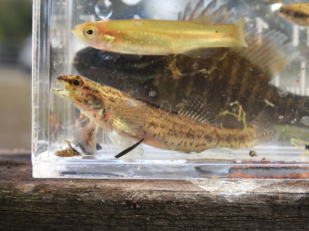 Swamp darter (Etheostoma fusiforme) — Percidae