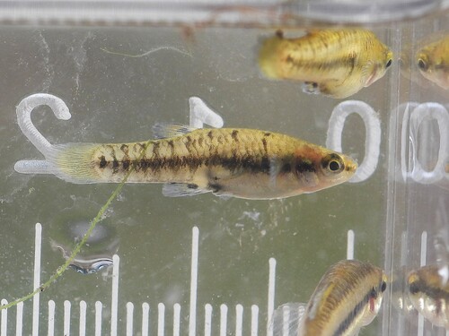 Least killifish (Heterandria formosa) — Poeciliidae