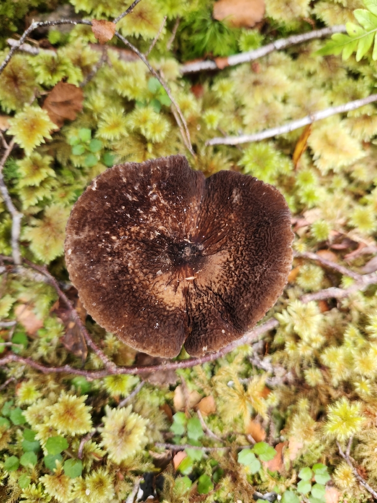 Lactifluus sepiaceus · December 2025 · photo: © archie_tarn (iNaturalist, cc-by)