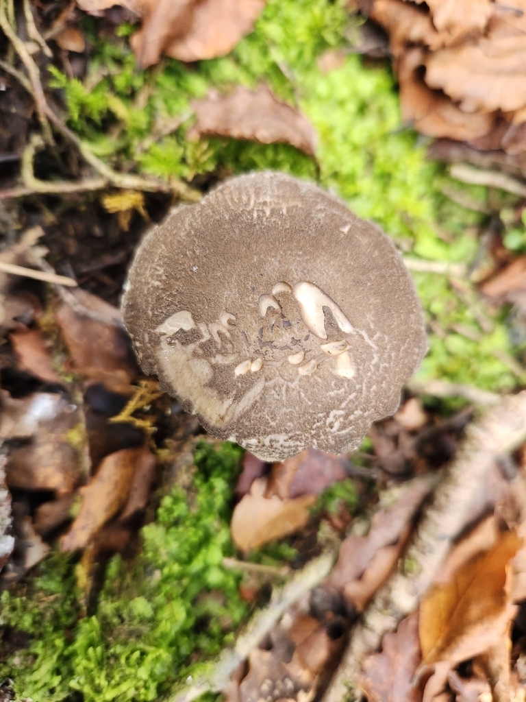Amanita nehuta · December 2025 · photo: © archie_tarn (iNaturalist, cc-by)