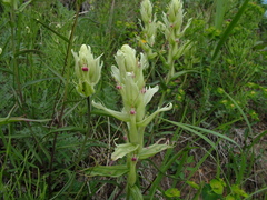 Castilleja hyparctica