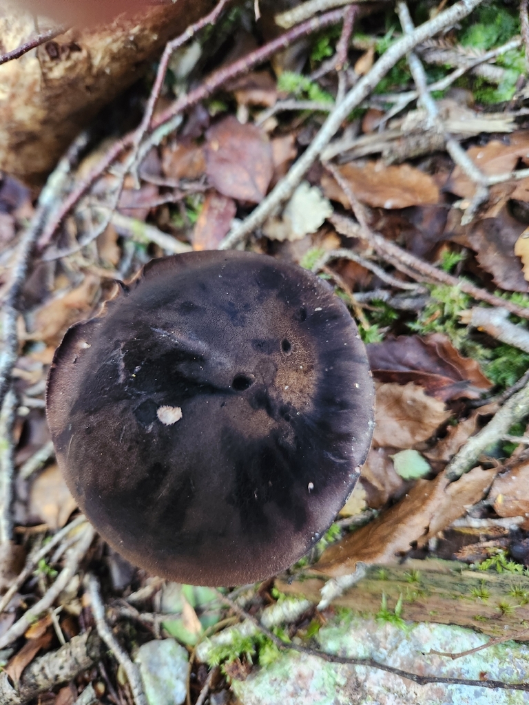 Tylopilus formosus · December 2025 · photo: © archie_tarn (iNaturalist, cc-by)