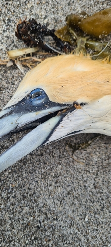 Australasian Gannet (Morus serrator), photo 5