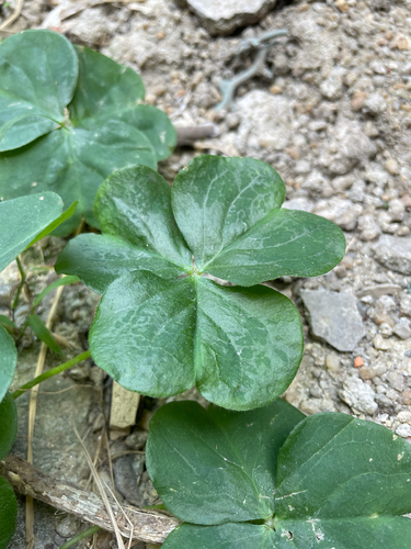 Largeflower pink-sorrel