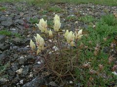 Castilleja hyparctica