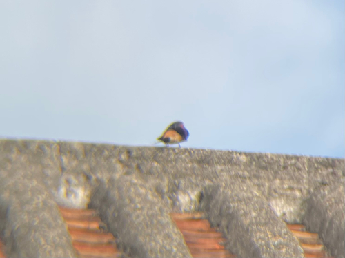 Eastern Red-rumped Swallow