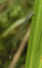 Aciagrion hisopa