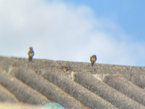 Eastern Red-rumped Swallow