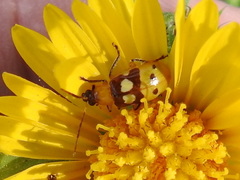 Paranapiacaba connexa