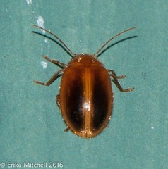 Prionocyphon limbatus