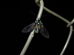 Cosmosoma xanthosticta