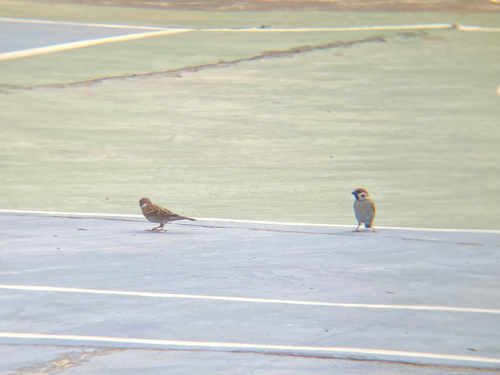 Eurasian Tree Sparrow