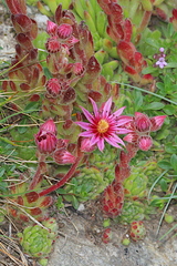 Sempervivum