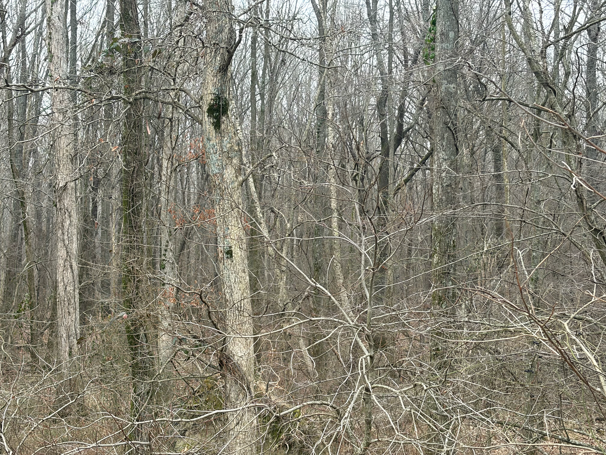 Barred Owl (Strix varia), photo 9