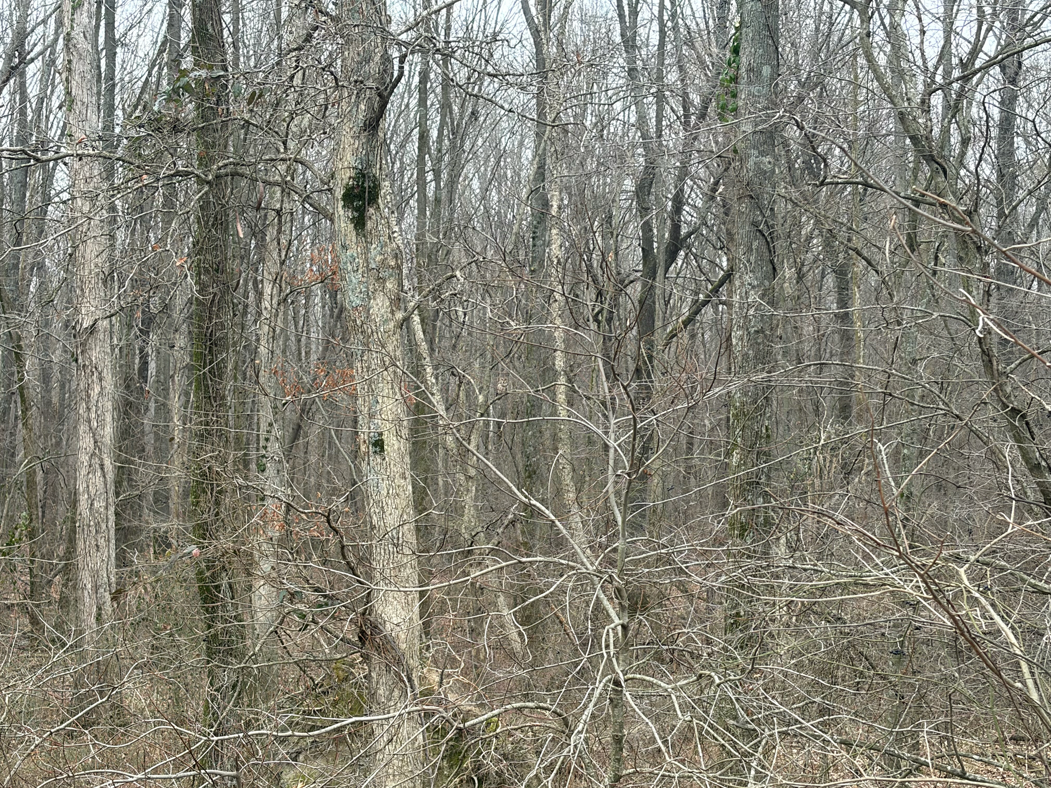 Barred Owl (Strix varia), photo 8