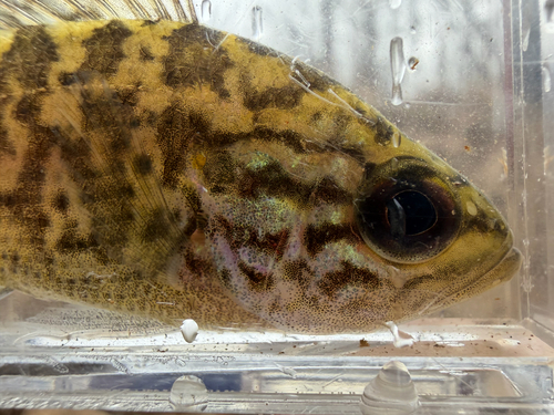 Warmouth (Lepomis gulosus) — Centrarchidae — 5