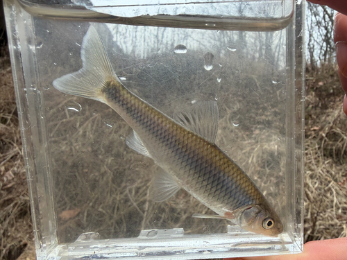 Steelcolor shiner (Cyprinella whipplei) — Cyprinidae — 5