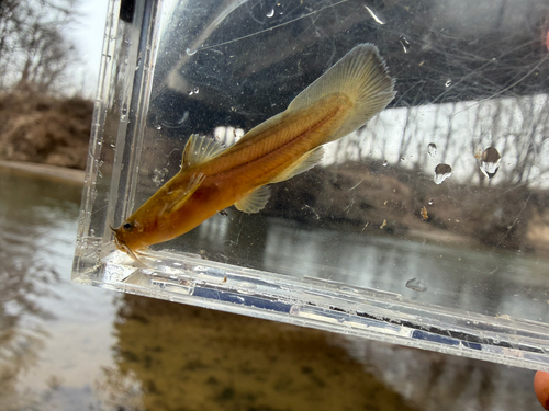 Kikkervisje-dwergmeerval (Noturus gyrinus) — Ictaluridae — 5