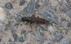 Platydracus mysticus