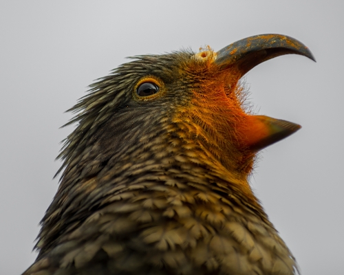 Kea (Nestor notabilis)