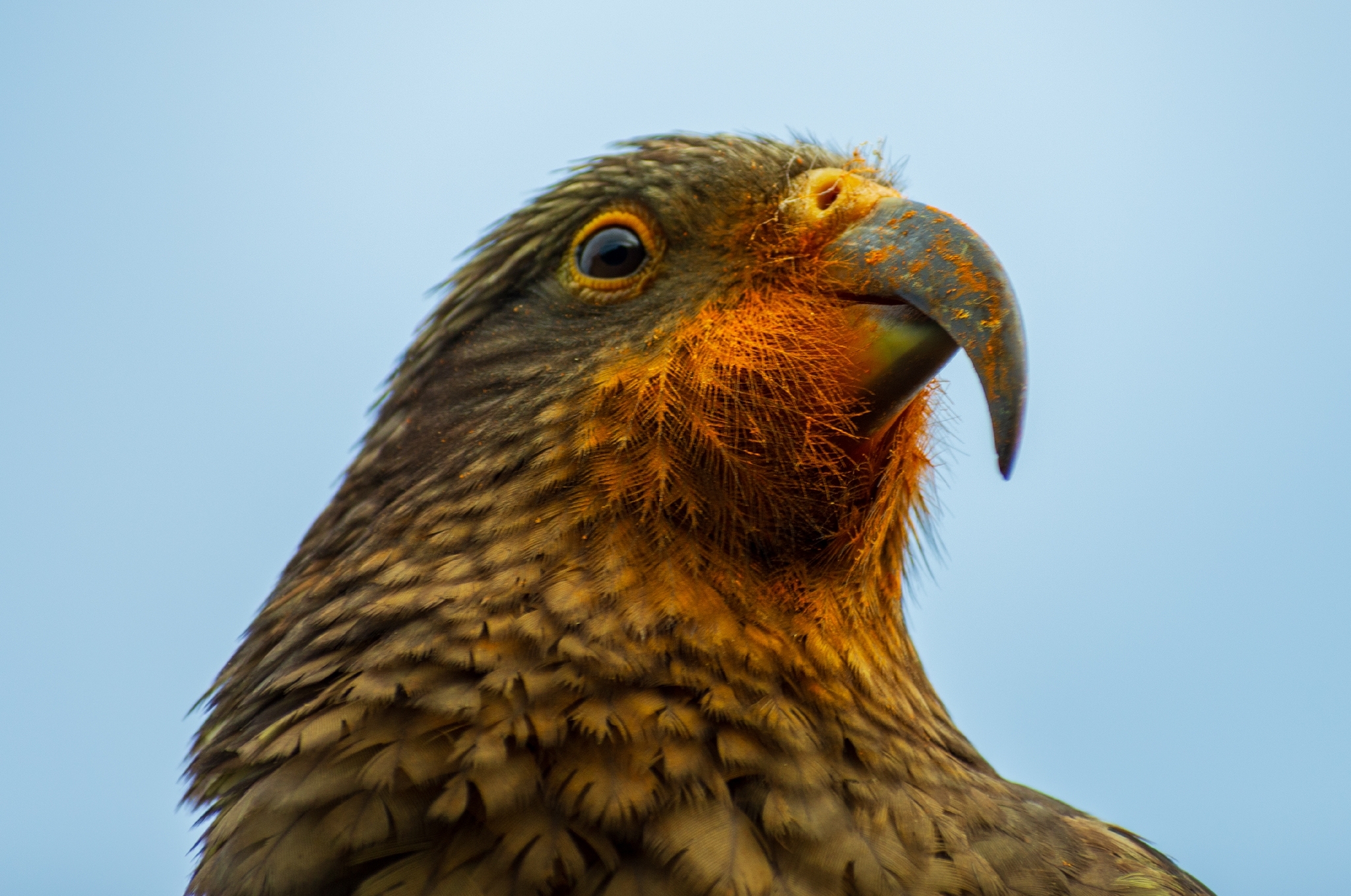 Kea (Nestor notabilis), photo 2